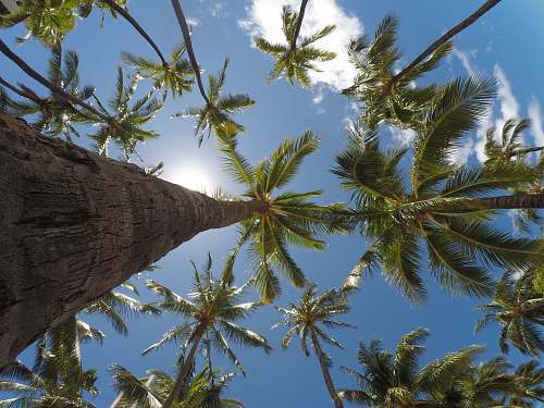 palm tree worm's eye view of coconut trees flora